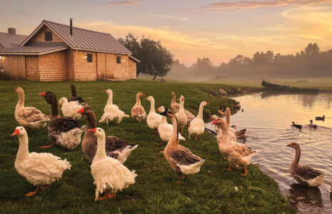 One Poultry Owner’s Experience with Avian Flu in Chickens, Geese, and other Poultry Image